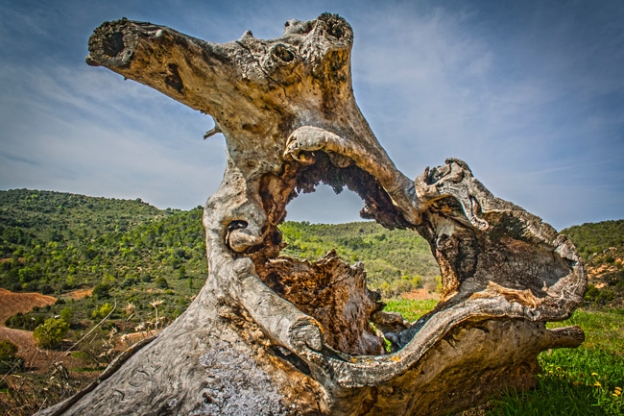 Henche. La Alcarria vista a través de un tronco seco.