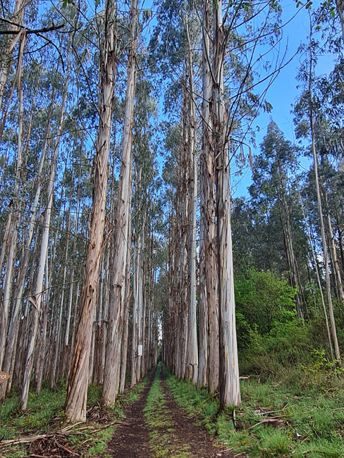 Melide - Arzúa. Bosque de eucaliptos.