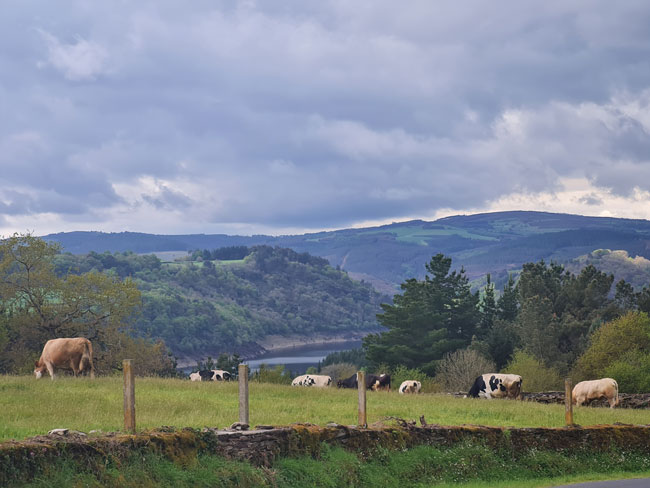 Sarria Portomarin vacas paisaje