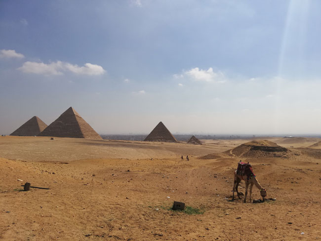 Egipto. Pirámides y camello