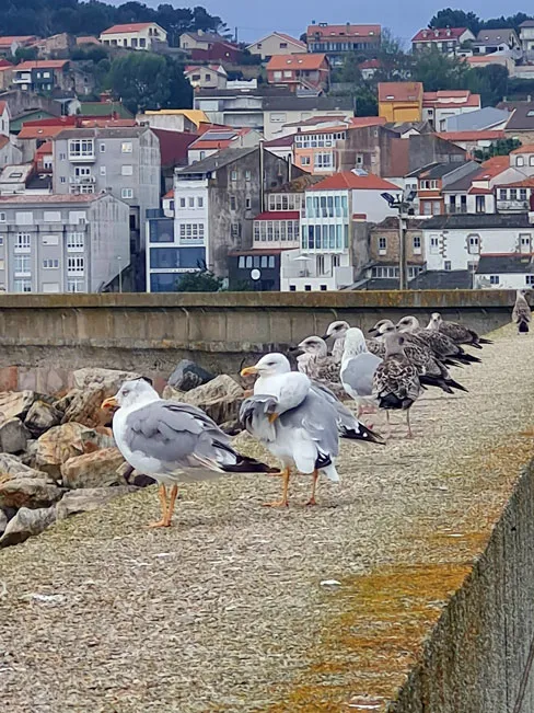 Camino de Santiago a Finisterre - Fisterra en 4 etapas 67 Gaviotas en el puerto de Fisterra